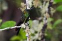 Green-crowned Brilliant.20150105_DSC9554
