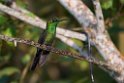 Green-crowned Brilliant.20160107.9626