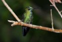 Green-crowned Brilliant.20160119_6342