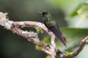 Green-crowned Brilliant_20160105_DSC9511