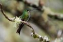 Green-crowned Brilliant_20160105_DSC9517