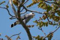 Grey-lined Hawk.20160109_6877