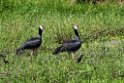 Northern Screamer.20160109_6844