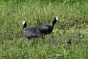 Northern Screamer.20160109_6847
