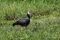Northern Screamer.20160109_6858