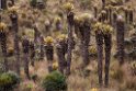 Paramo del Ruiz.20160116_6642