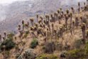 Paramo del Ruiz.20160116_6643