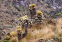 Paramo del Ruiz.20160116_6644