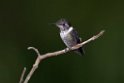 Purple-throated Woodstar.20160118_6347