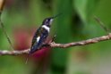 Purple-throated Woodstar.20160118_6354