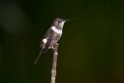 Purple-throated Woodstar.20160119_6334