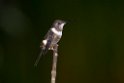 Purple-throated Woodstar.20160119_6335