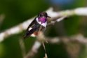 Purple-throated Woodstar.20160119_6338