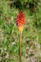 Raketblomst.20160117_6357