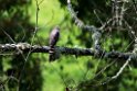 Road-sided hawk.20160117_6379