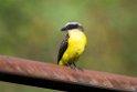Rusty-margined Flycatcher.20160108_6948