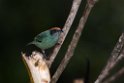 Scrub tanager_20160105_DSC9562