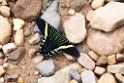 Sommerfugl.20160109_6837