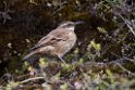 Stout-billed Cinclodes.20160116_6629