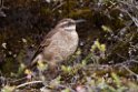 Stout-billed Cinclodes.20160116_6638