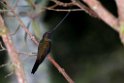 Sword-billed Hummingbird.20160114_6734