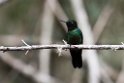 Tourmaline Sunangel.20160116_6656