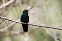 Tourmaline Sunangel.20160116_6669