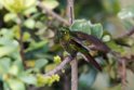 Tyrian Metaltail.20160115_6702