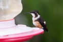 White-bellied Woodstar_20160105_DSC9561