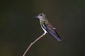 White-necked Jacobin .20160118_6353