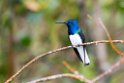 White-necked Jacobin.20160107_DSC9587
