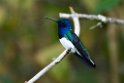 White-necked Jacobin.20160108_6927
