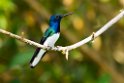 White-necked Jacobin.20160108_6936