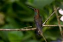 White-tailed Hillstar.20160118_6349