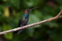 White-tailed Hillstar.20160118_6351