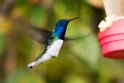 White.necked Jacobin.20160107.DSC9639