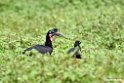 Abyssinian Hornbill.201017jan_2799