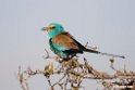 Abyssinian Roller.201014jan_2502