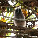 Abyssinian owl.201018jan_3082
