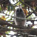 Abyssinian owl.201018jan_3088