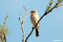 African Grey Flycatcher.201023jan_3720