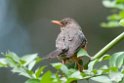 African Thrush.201017jan_2786