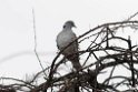 African White-winged Dove.201022jan_3906