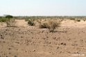 Awash N.P.201015jan_3438
