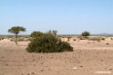 Awash N.P.201015jan_3439