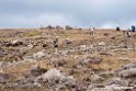 Bale Mountain.201019jan_3220