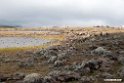 Bale Mountain.201019jan_3221