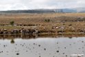 Bale Mountains.201019jan_3355