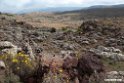 Bale Mountains.201019jan_3356