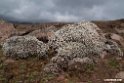 Bale Mountains.201019jan_3361